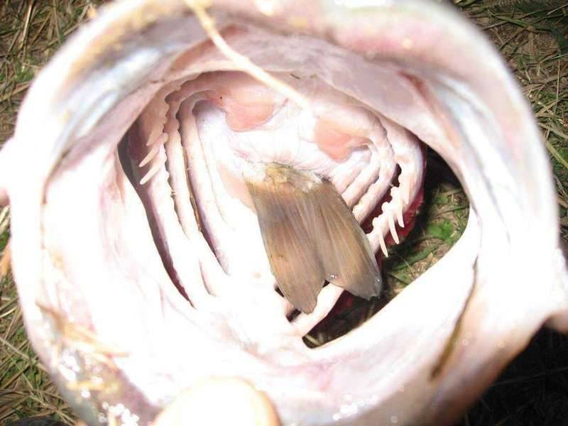 배스가 있는곳에 붕어이식은 좀 그렇네요좀 징그러런 사진이 있습니다 (커뮤니티 - 자유게시판)