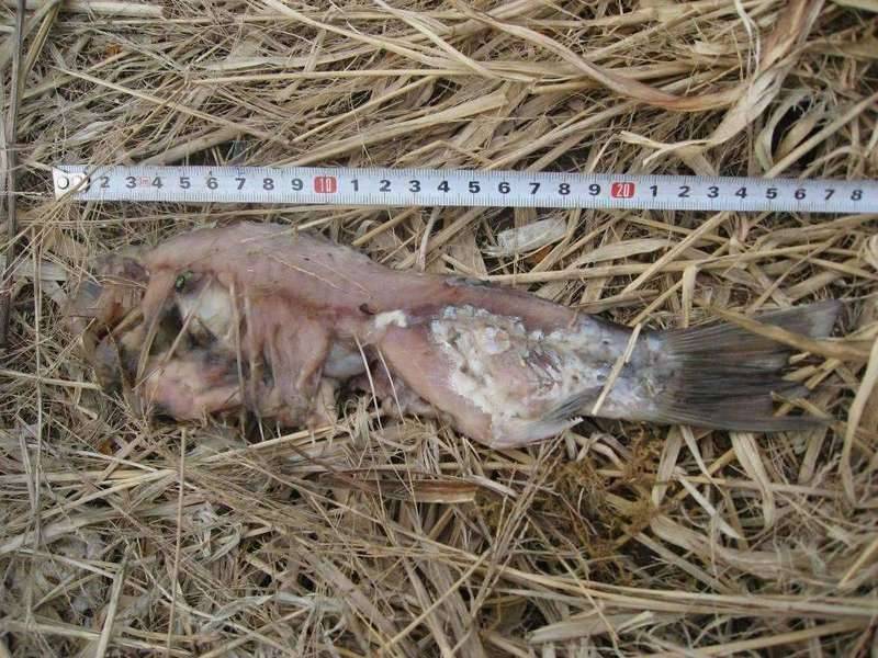 배스가 있는곳에 붕어이식은 좀 그렇네요좀 징그러런 사진이 있습니다 (커뮤니티 - 자유게시판)