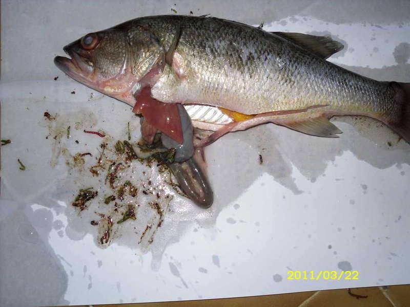배스가 있는곳에 붕어이식은 좀 그렇네요좀 징그러런 사진이 있습니다 (커뮤니티 - 자유게시판)