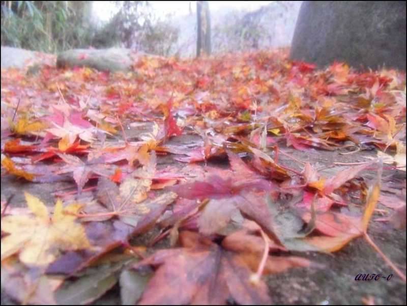 계절이 바뀌는것이 보입니다 (커뮤니티 - 자유게시판)