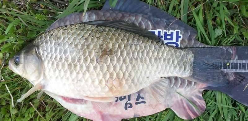 번개머리님 염장샷 (커뮤니티 - 자유게시판)