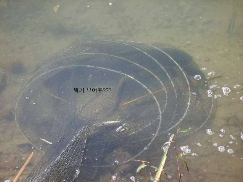5치부대에 떠도는 풍문 (커뮤니티 - 자유게시판)