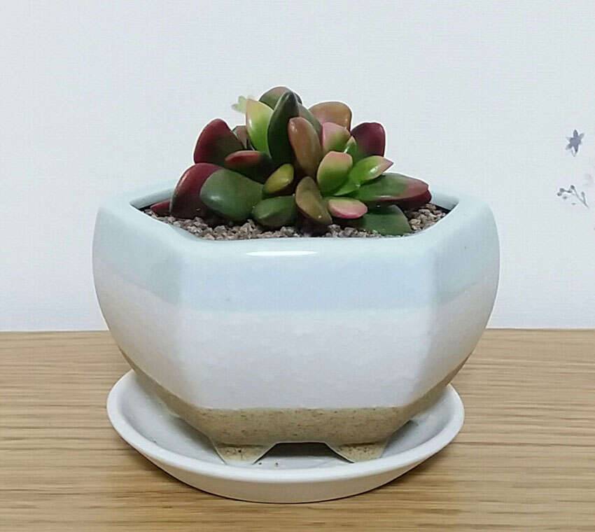 설 노동과 설 선물 (커뮤니티 - 자유게시판)