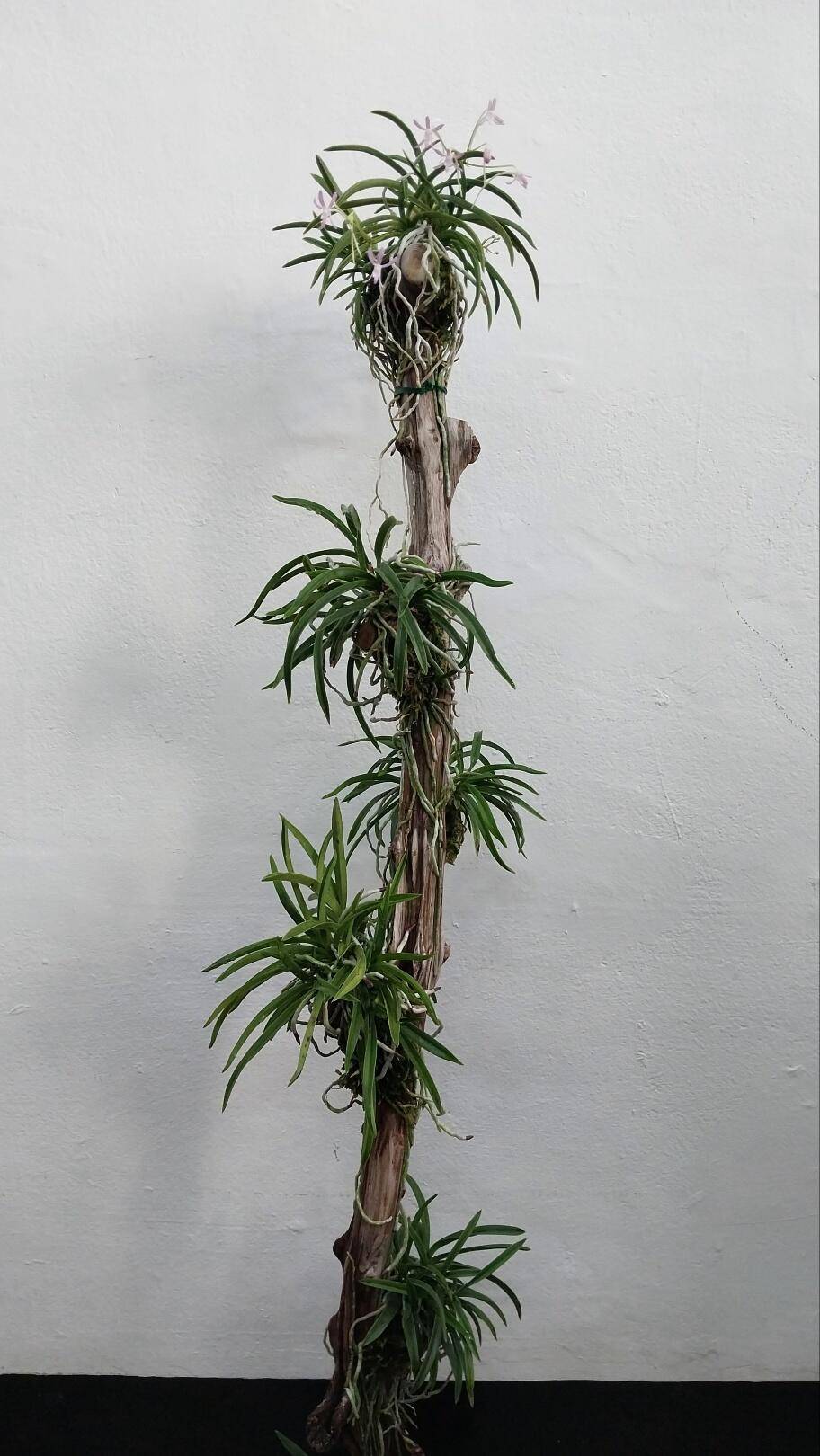 108Cm 대물야사 아님 (커뮤니티 - 자유게시판)
