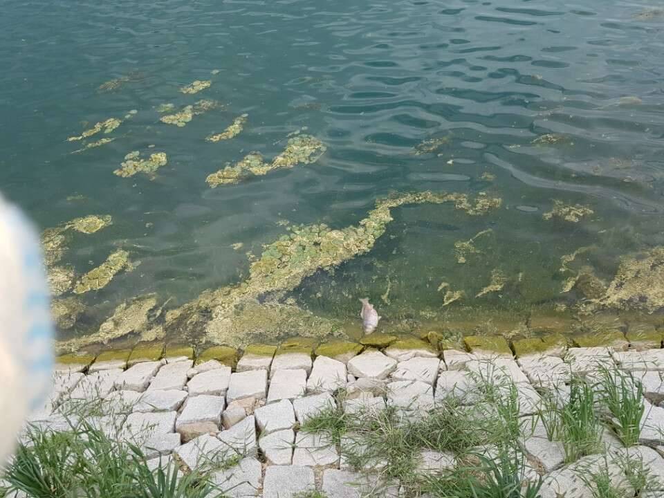 토종 이 살수 없는 곳 (커뮤니티 - 자유게시판)