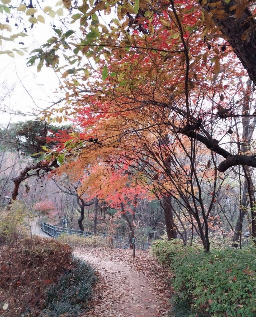 가을이 익어 가는곳 (커뮤니티 - 자유게시판)