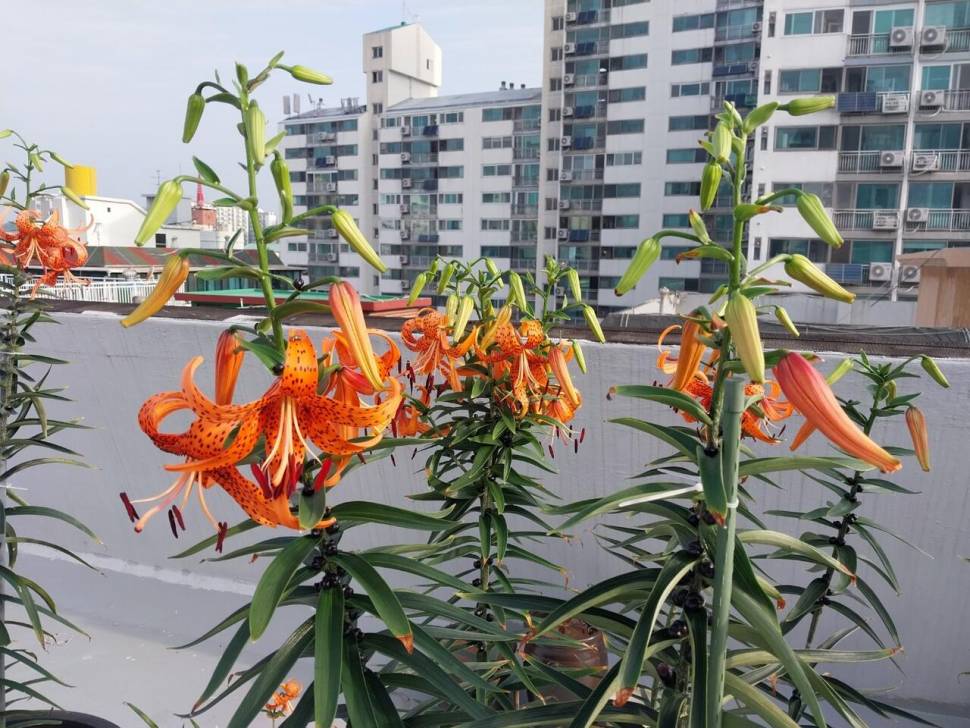 꽃이 있는 아침 시가 있는 아침 (커뮤니티 - 자유게시판)