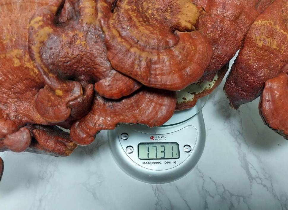 사짜허리급 ㅡ부러움 주의ㅡ (커뮤니티 - 자유게시판)