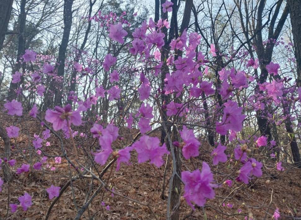 아침 산책길에 만난 달래씨 (커뮤니티 - 자유게시판)