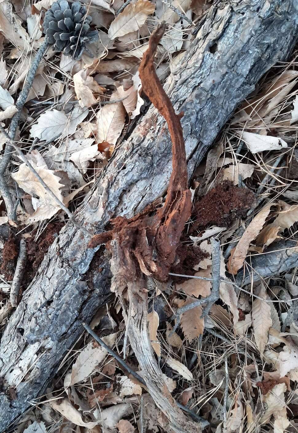 밑천 까 발립니다목부작 제작과정 (커뮤니티 - 자유게시판)