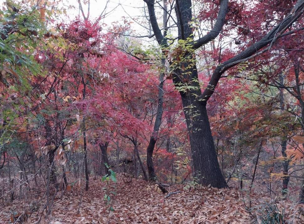 가을이 익어 가는곳 (커뮤니티 - 자유게시판)
