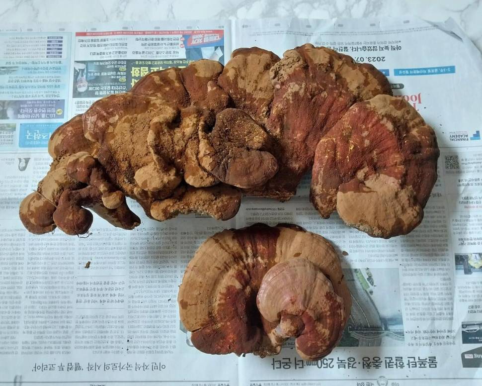 사짜허리급 ㅡ부러움 주의ㅡ (커뮤니티 - 자유게시판)