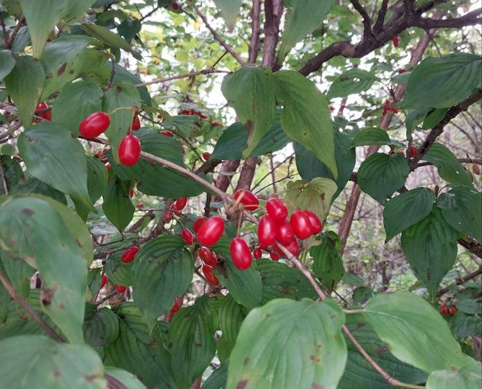 오메 피가 뚝뚝 떨어지겄네 (커뮤니티 - 자유게시판)