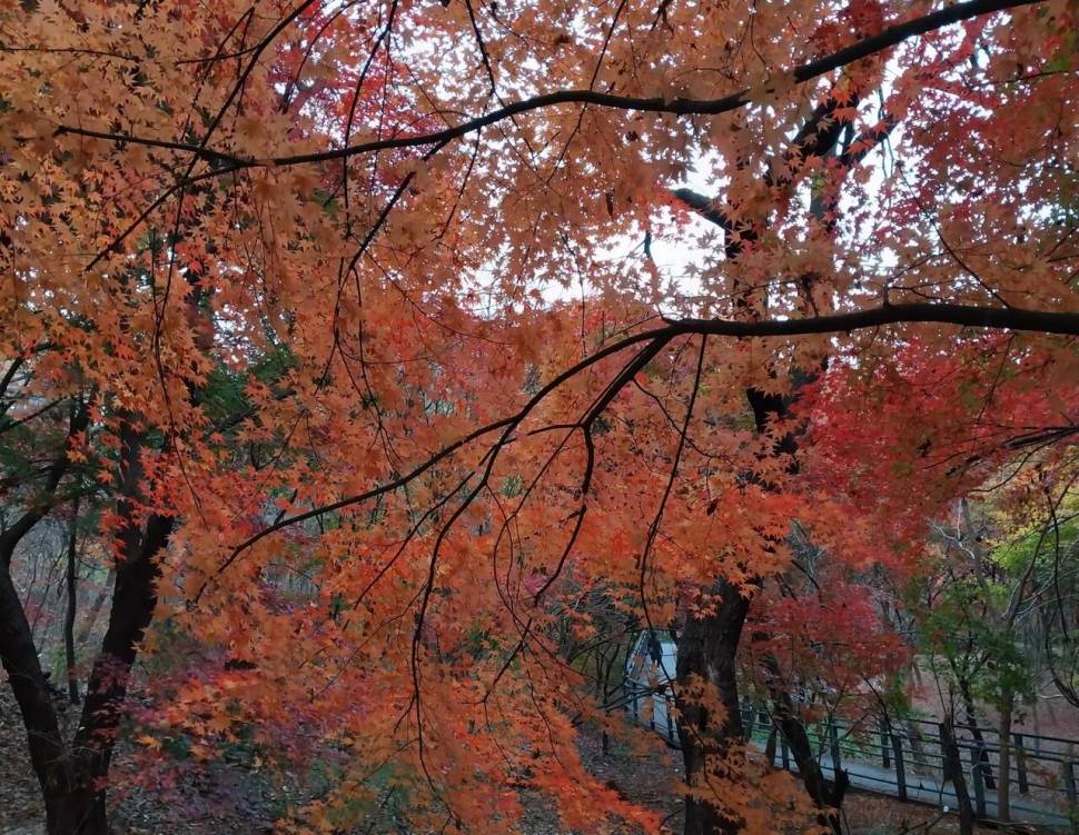 가을이 익어 가는곳 (커뮤니티 - 자유게시판)