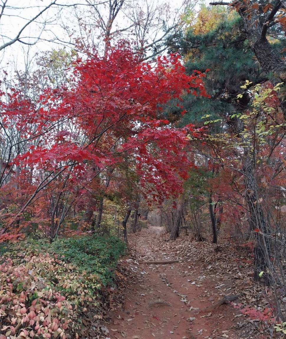 가을이 익어 가는곳 (커뮤니티 - 자유게시판)