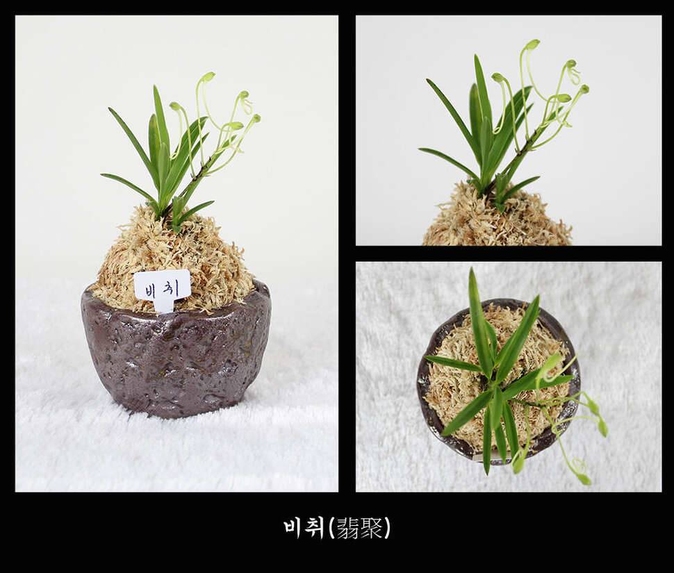 눈요기 하세요 참고로 배는 부르지 않아요 (커뮤니티 - 자유게시판)
