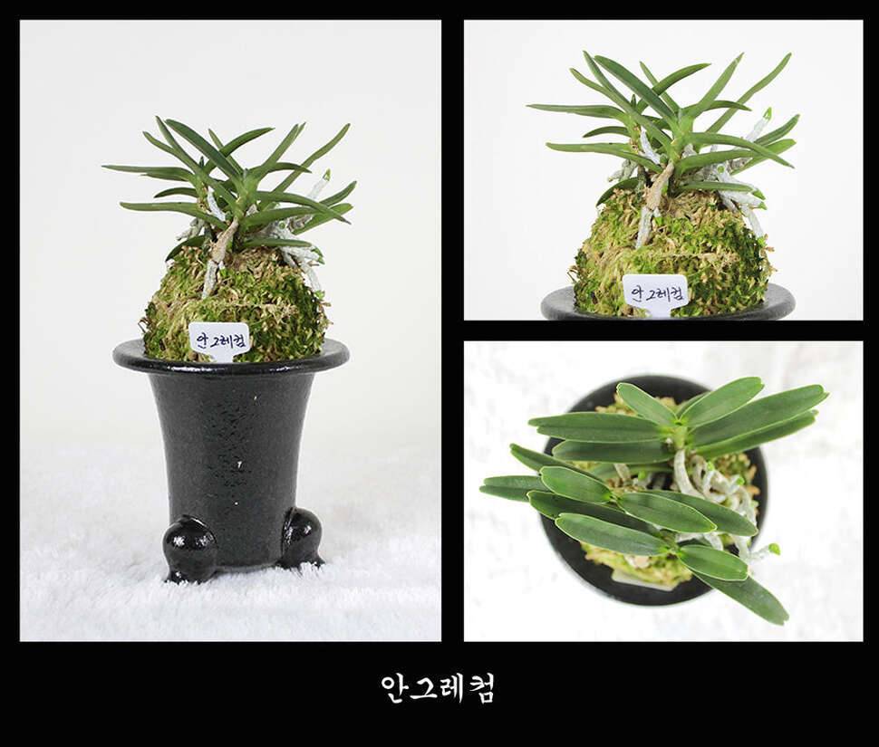 눈요기 하세요 참고로 배는 부르지 않아요 (커뮤니티 - 자유게시판)