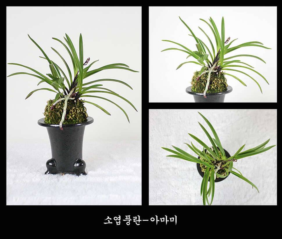 눈요기 하세요 참고로 배는 부르지 않아요 (커뮤니티 - 자유게시판)
