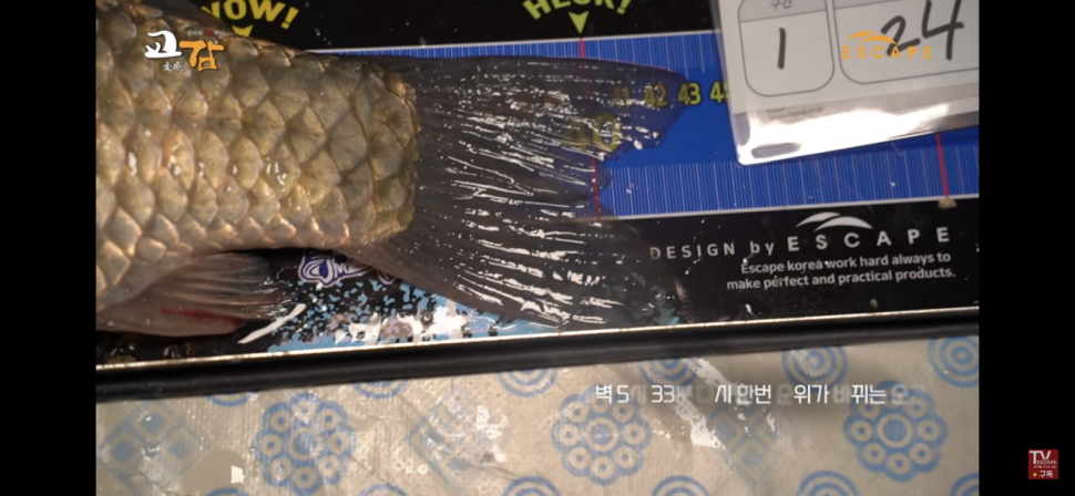 이스케이프낚시대회를 보던중에 (커뮤니티 - 자유게시판)