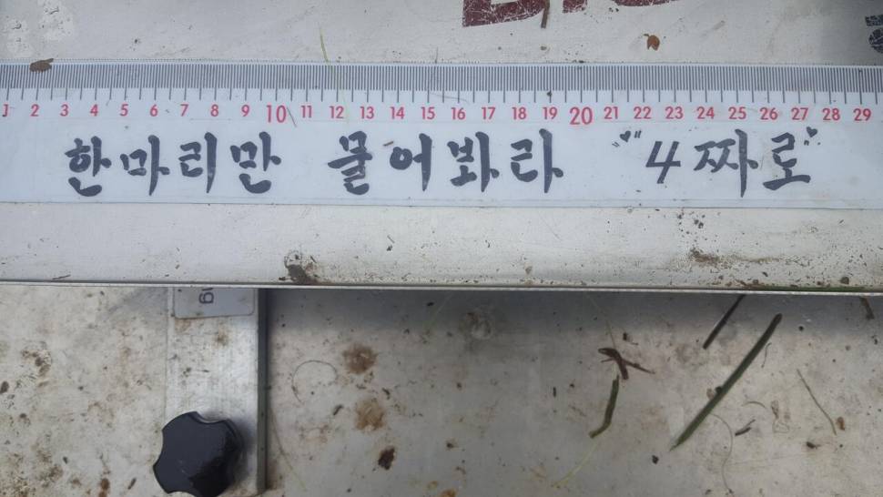 숙면구라청 그리고 평화 (커뮤니티 - 자유게시판)