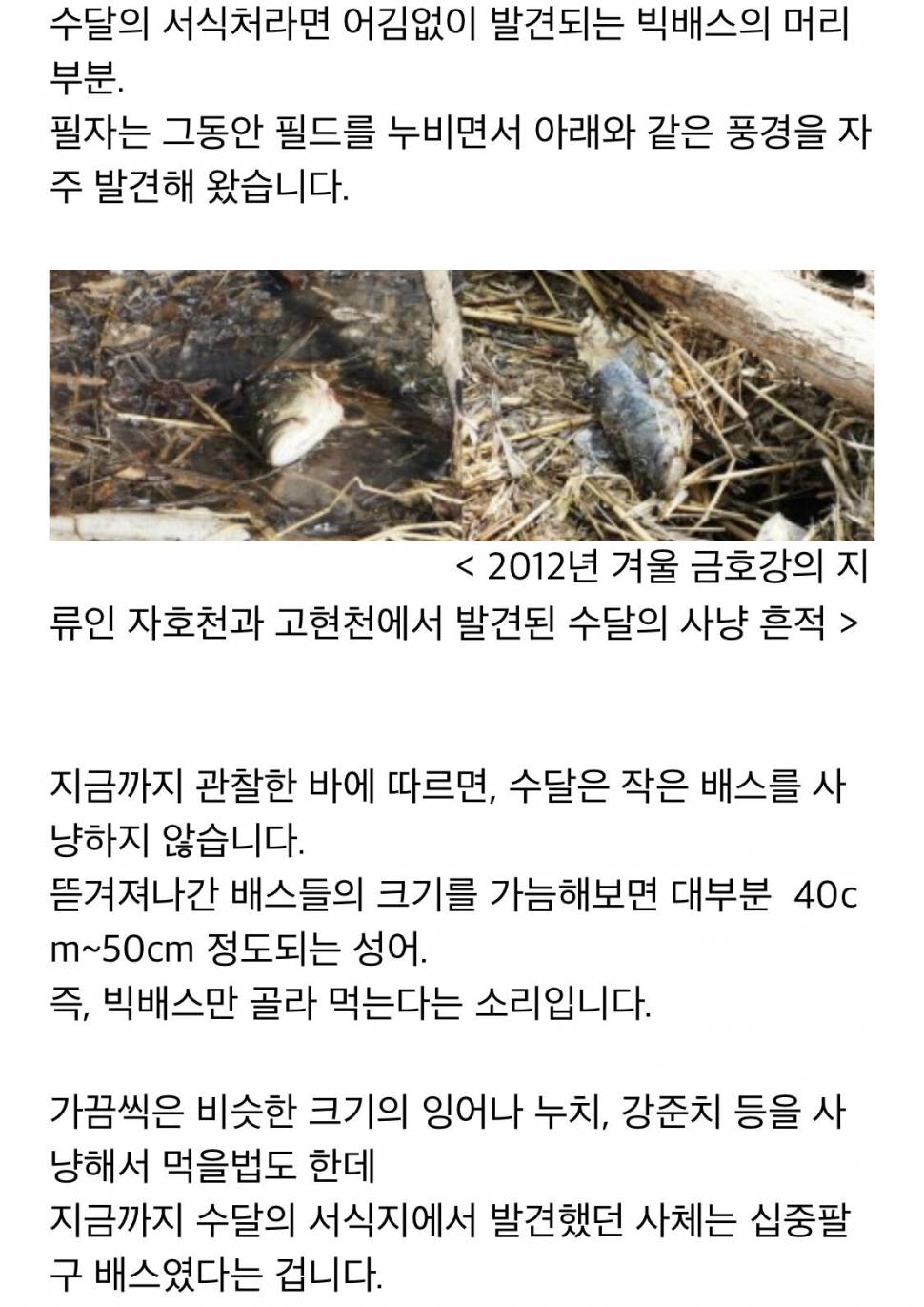 배스 개체수 줄이는 방법 (커뮤니티 - 자유게시판)