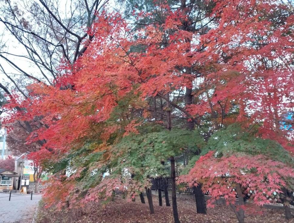 가을이 익어 가는곳 (커뮤니티 - 자유게시판)