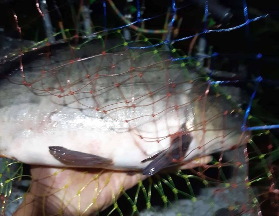 내가 생각하는 물돼지 그리고 매력 (커뮤니티 - 자유게시판)