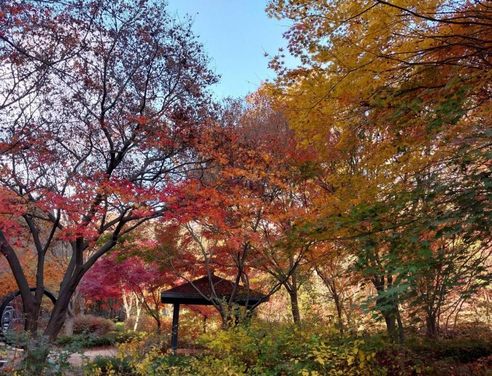 가을이 익어 가는곳 (커뮤니티 - 자유게시판)