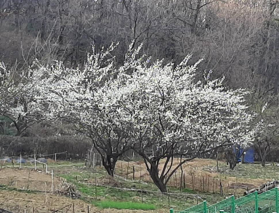 미선아 서울이 좋더나 (커뮤니티 - 자유게시판)