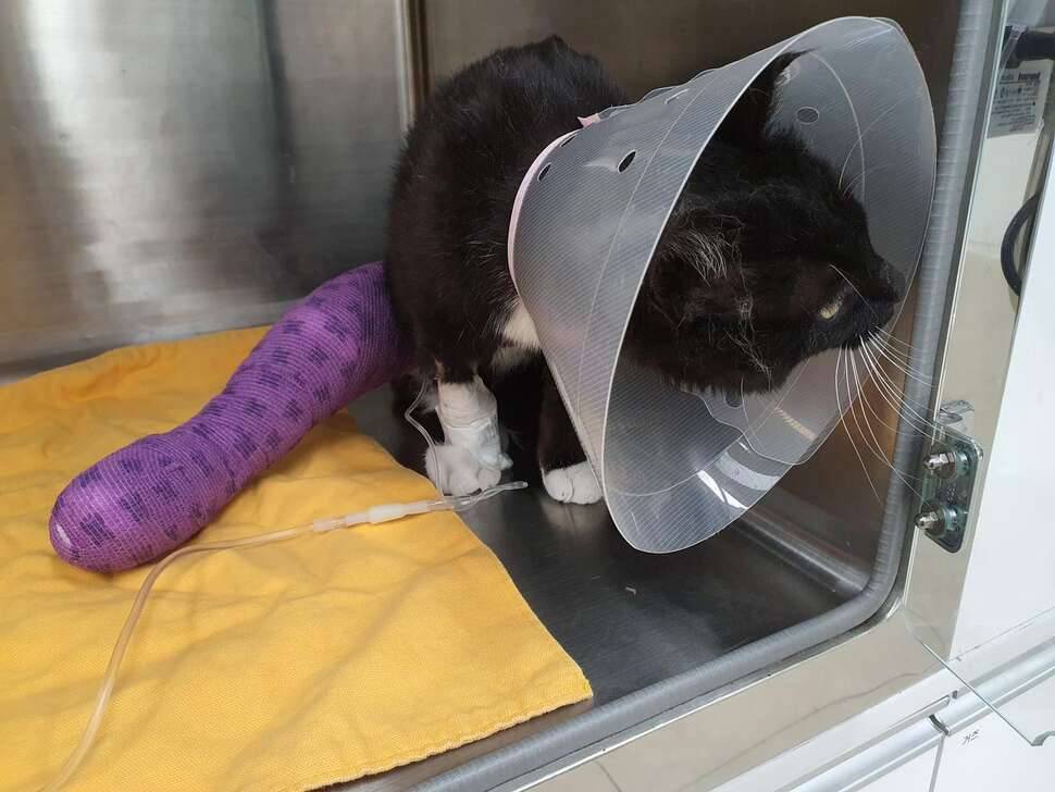 길냥이 치료 글에 응원해주신 모든분께 감사드립니다 (커뮤니티 - 자유게시판)