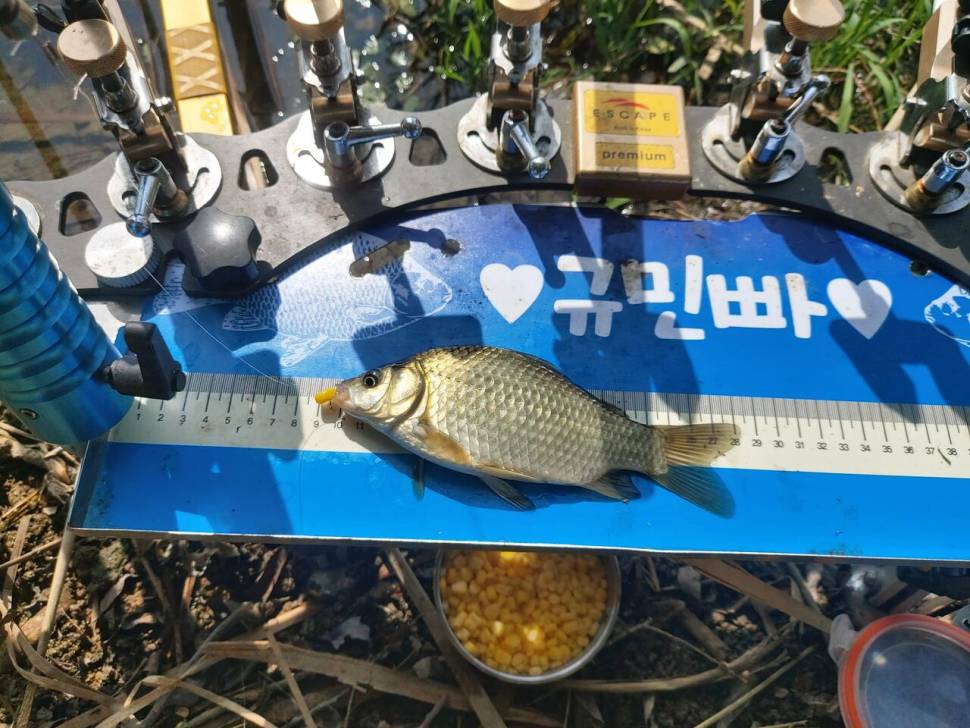 부들밭 대물 X대물 (커뮤니티 - 자유게시판)