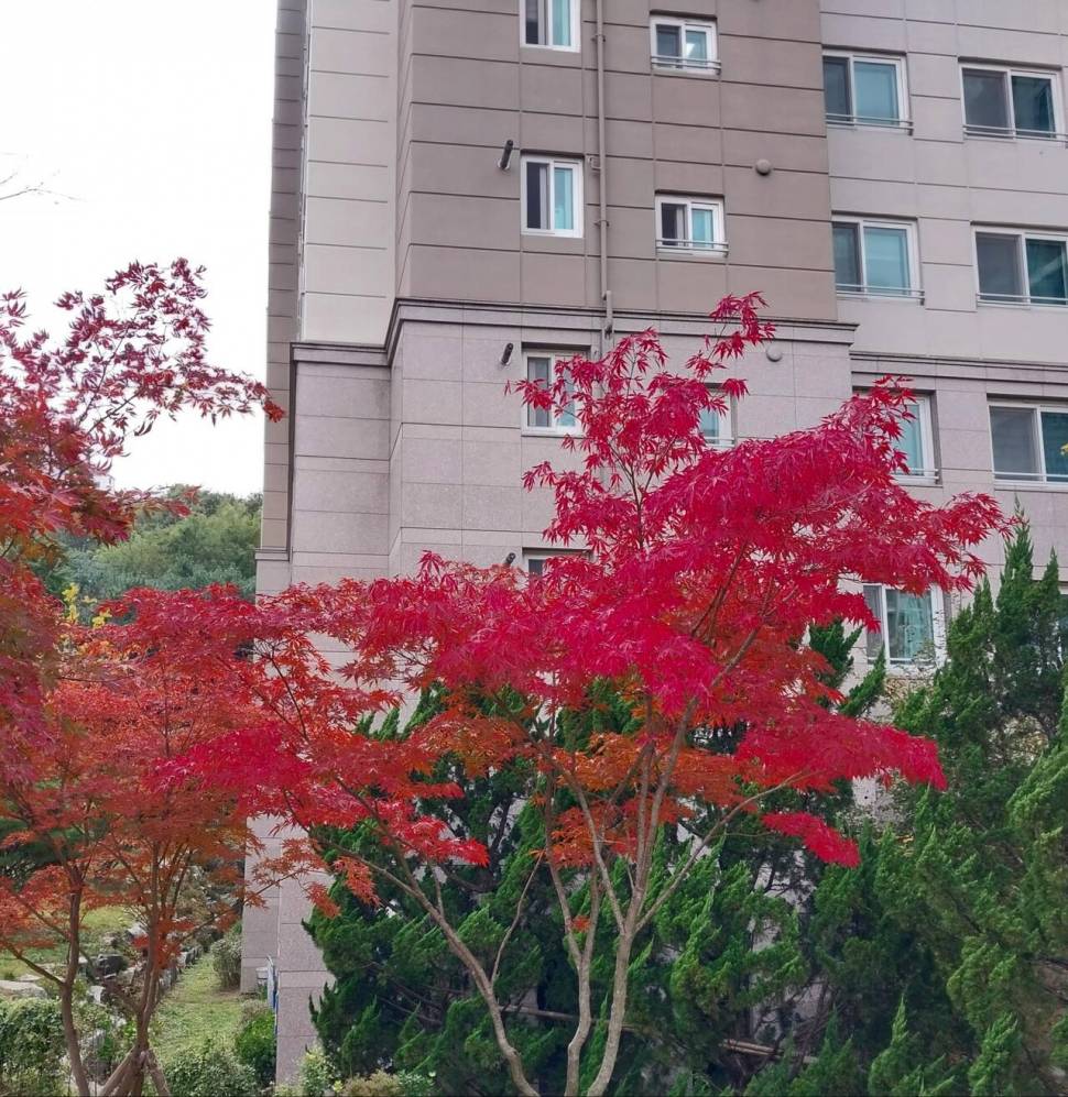 오메 피가 뚝뚝 떨어지겄네 (커뮤니티 - 자유게시판)