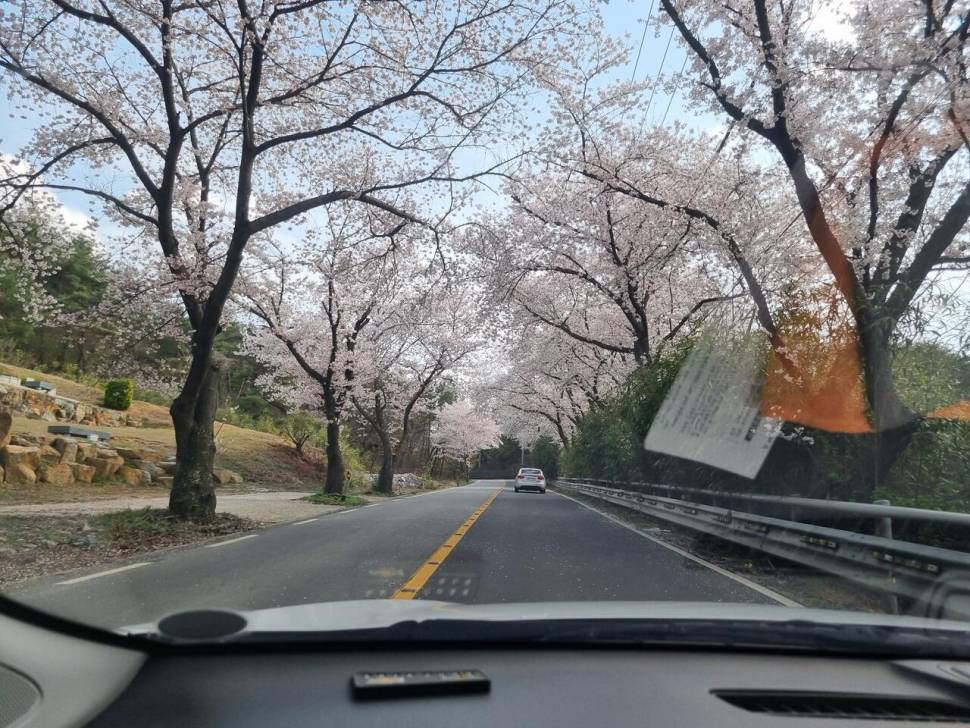 꽃길을지나해창만으로 (커뮤니티 - 자유게시판)