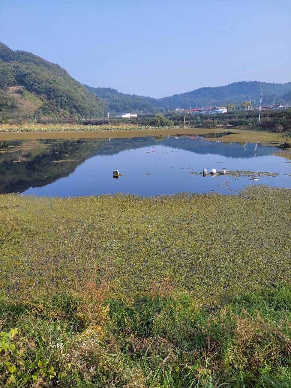 청도 경산권 저수지마다 바글바글처녀지 개봉예정 (커뮤니티 - 자유게시판)