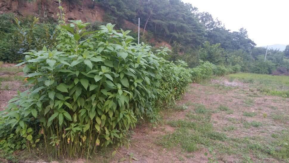 돼지감자 어찌하죠 (커뮤니티 - 자유게시판)