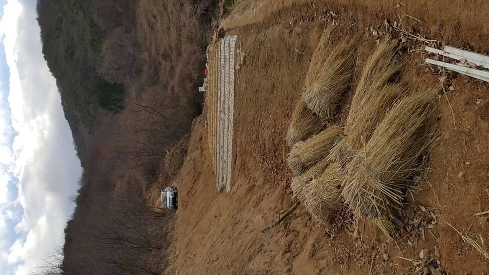 드디어 두어달을 거처서 눈 내리기전에 더덕을 파종 하였습니다 (커뮤니티 - 자유게시판)