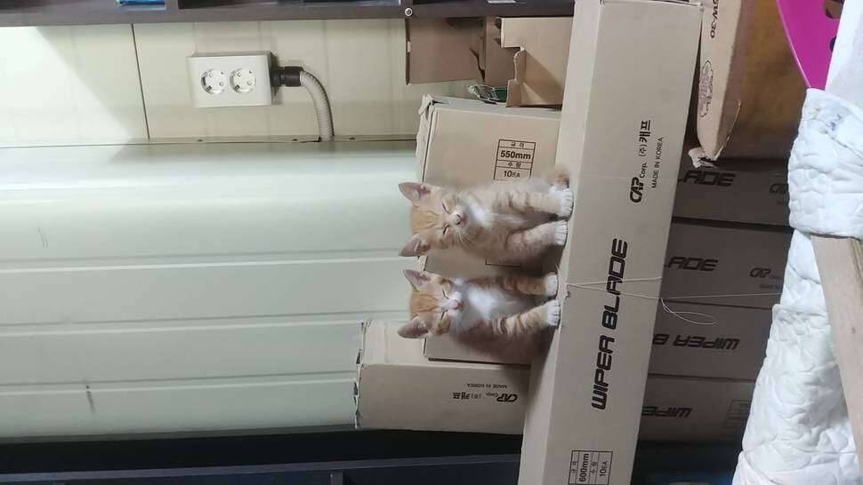 노랑 냥이 무료 분양합니다 (커뮤니티 - 자유게시판)