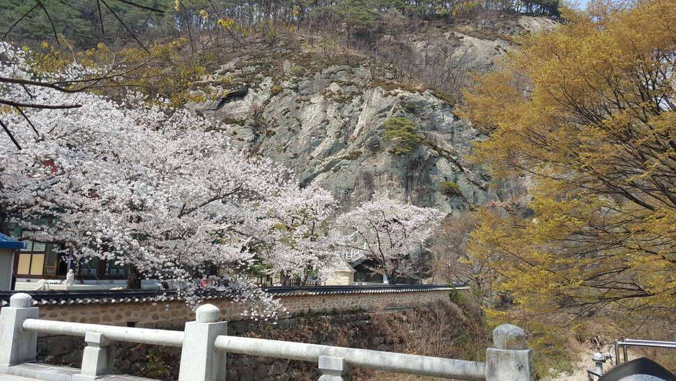 산사의 벗꽃 (커뮤니티 - 자유게시판)