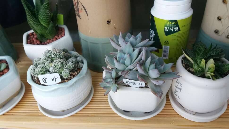 오늘은 욘석들과♡ (커뮤니티 - 자유게시판)