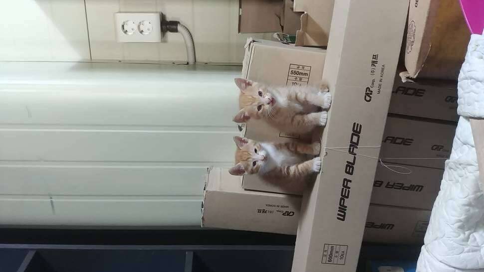 노랑 냥이 무료 분양합니다 (커뮤니티 - 자유게시판)