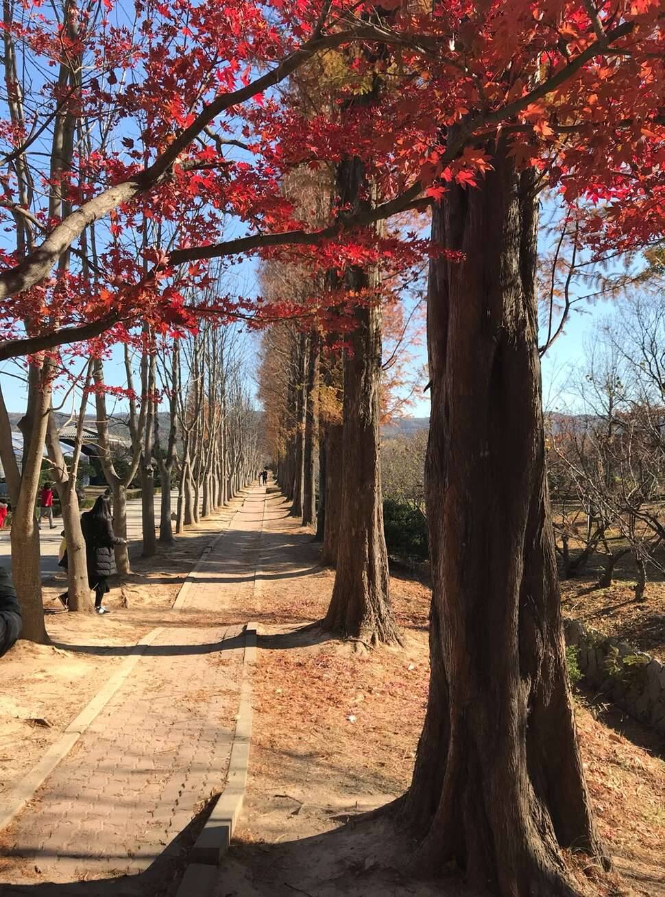 가을이 가네 (커뮤니티 - 자유게시판)