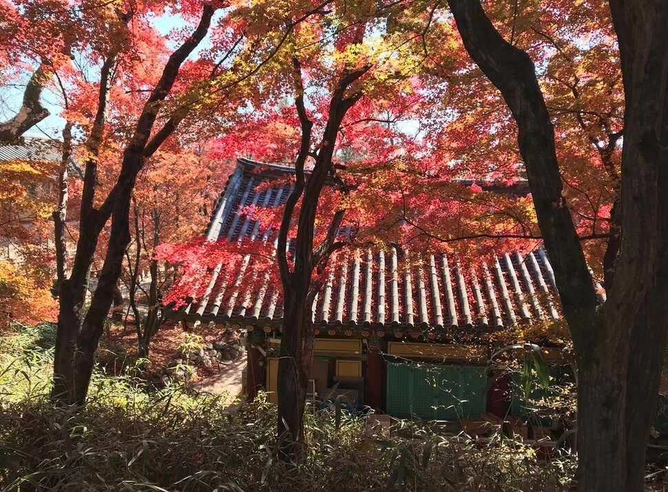 가을이 가네 (커뮤니티 - 자유게시판)