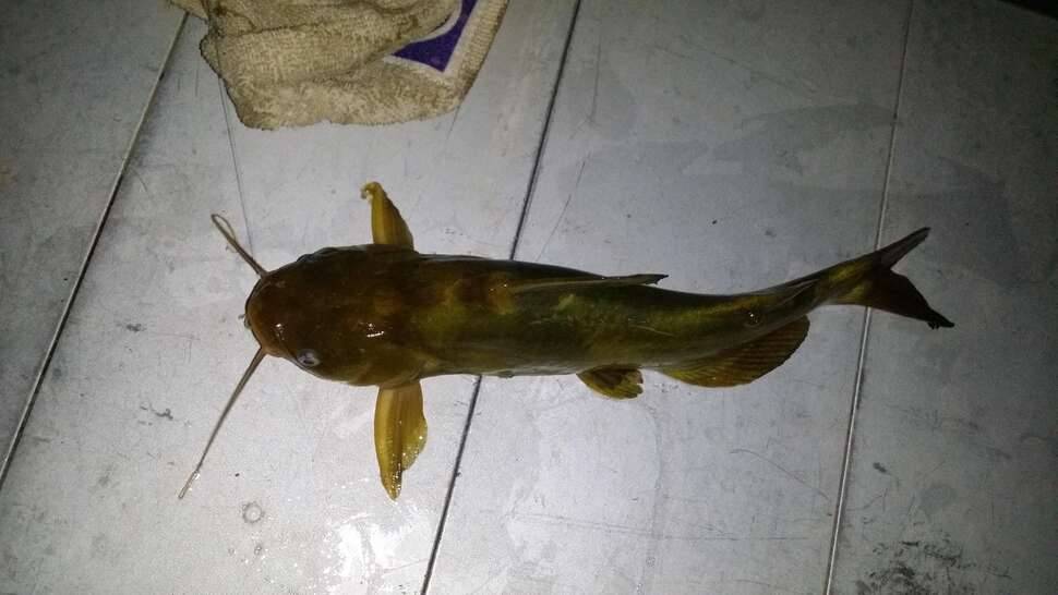 더위 고까짓꺼3 (커뮤니티 - 자유게시판)