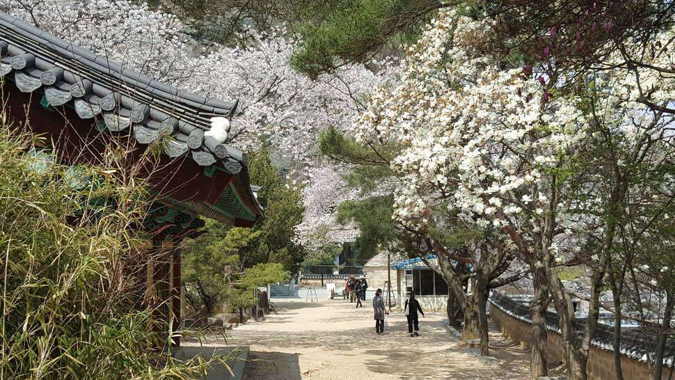 산사의 벗꽃 (커뮤니티 - 자유게시판)