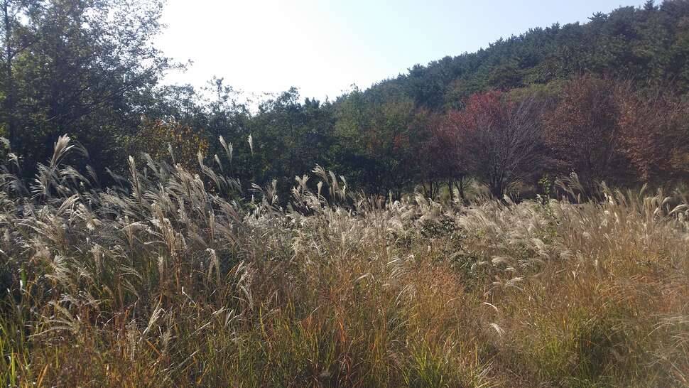 거제의 가을산 (커뮤니티 - 자유게시판)
