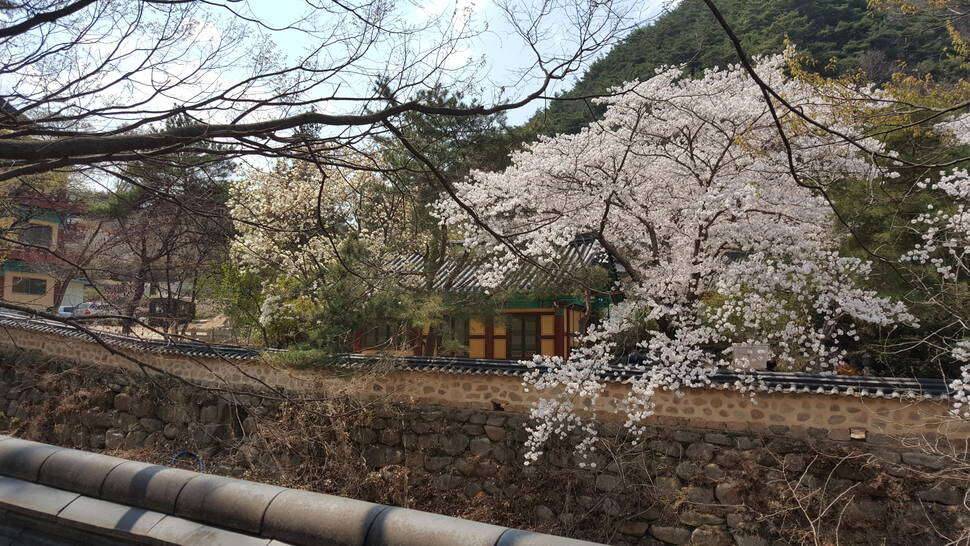 산사의 벗꽃 (커뮤니티 - 자유게시판)