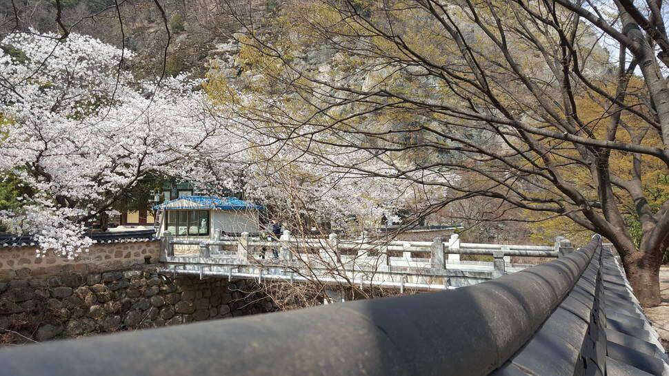산사의 벗꽃 (커뮤니티 - 자유게시판)