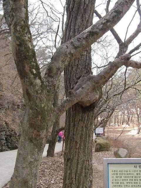 은해사 주변 휙 돌고 왔습니다 (조황조행기 - 화보조행기)