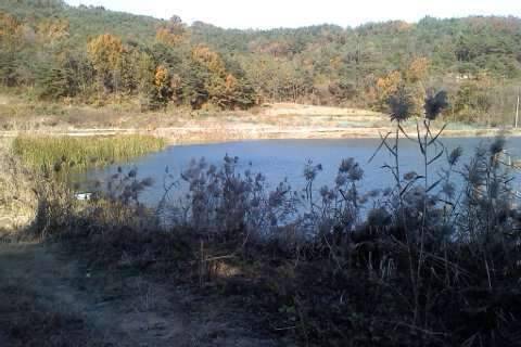 낙동강수로 짬낚시 (조황조행기 - 화보조행기)