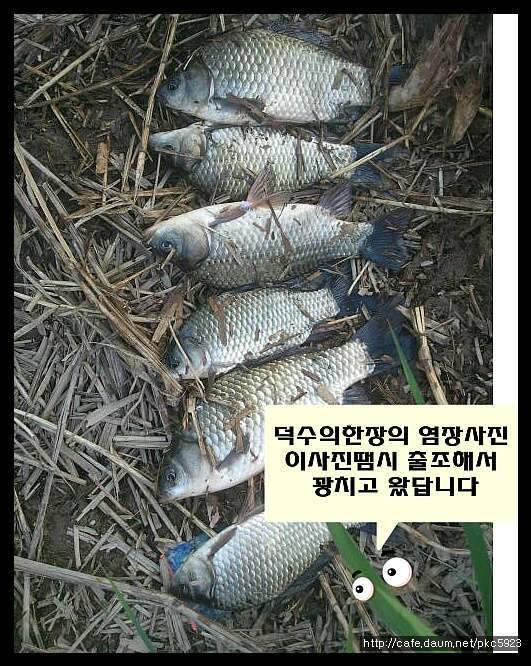 임실평지형저수지붕어낚시 (조황조행기 - 화보조행기)